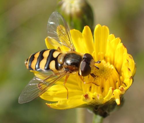 Réf. 179 712 : Eupeodes latifasciatus